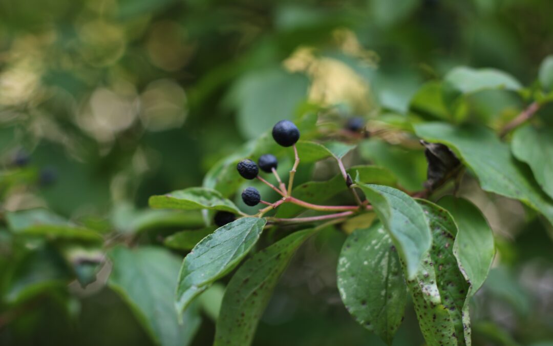 Bilberry Fruit and Its Impact on Eye on Cardiovascular Health