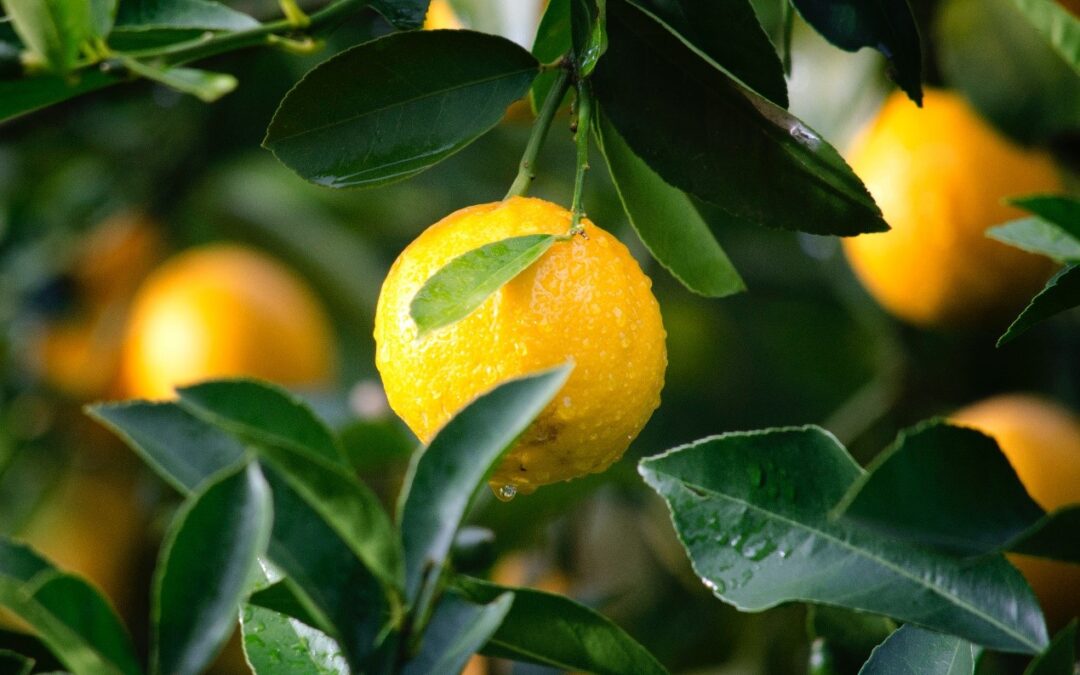 The Long Term Health Effects of Modified Citrus Pectin